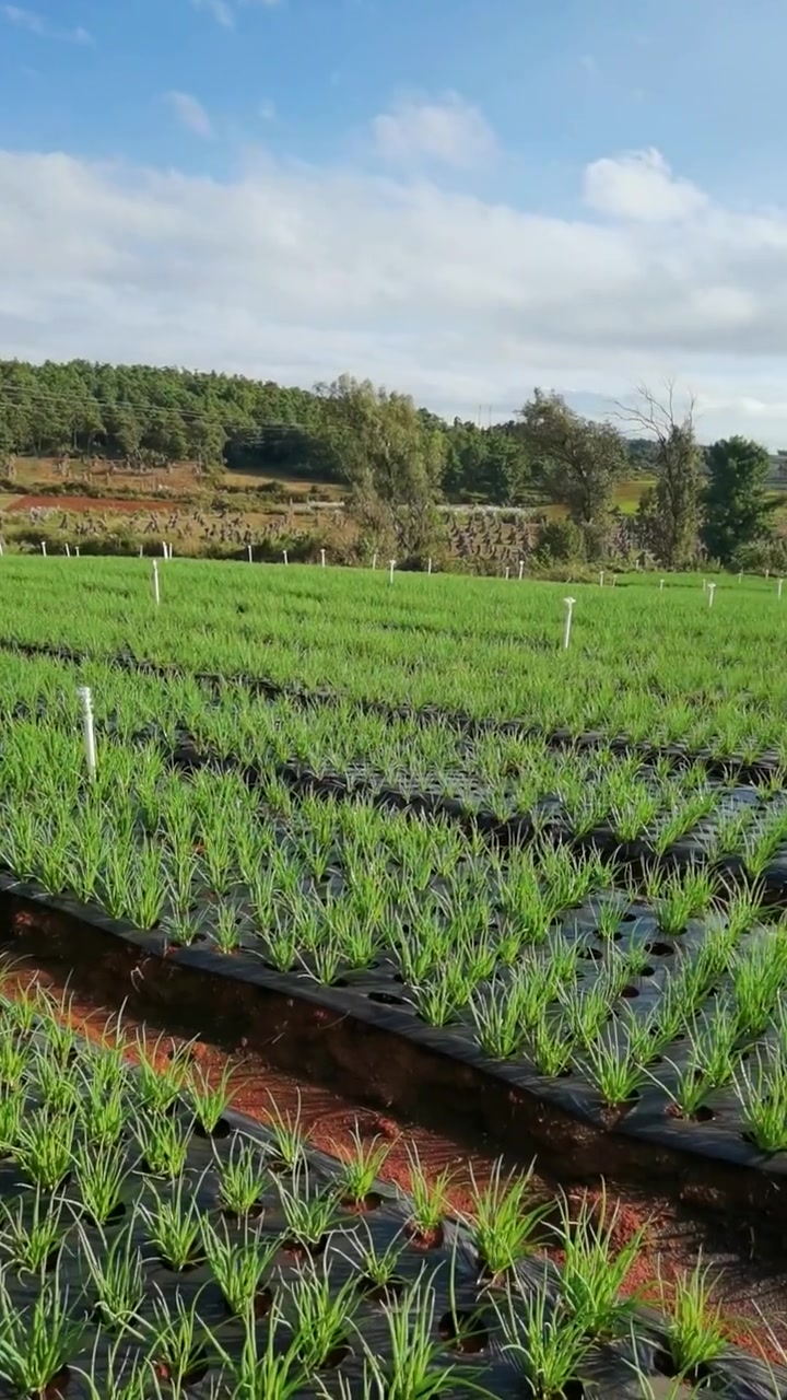 香葱雨后病害管理,农业技术,农业种植技术,农业技术服务-度小视