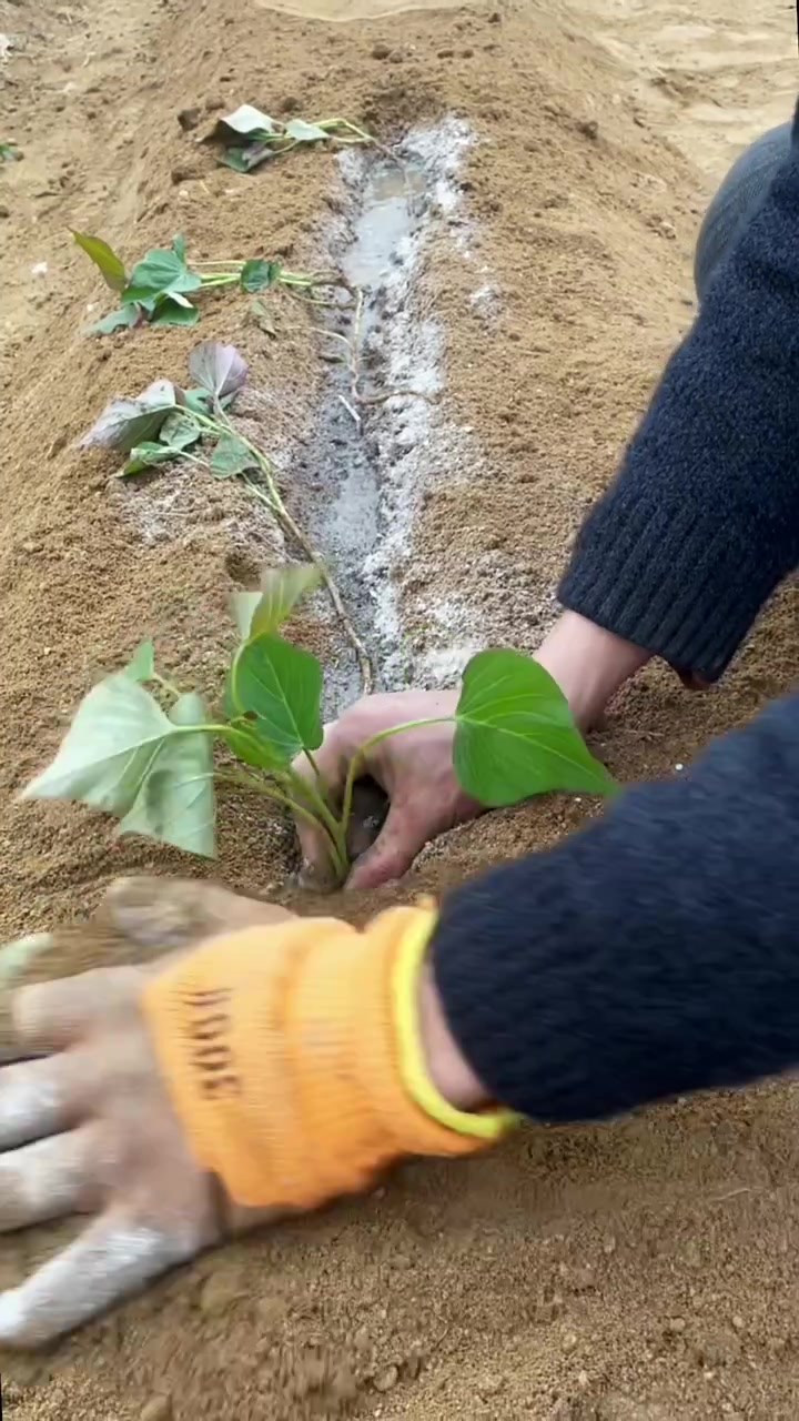 红薯苗红薯种植属于平栽的一种,后期红薯秧成一侧生长-度小视