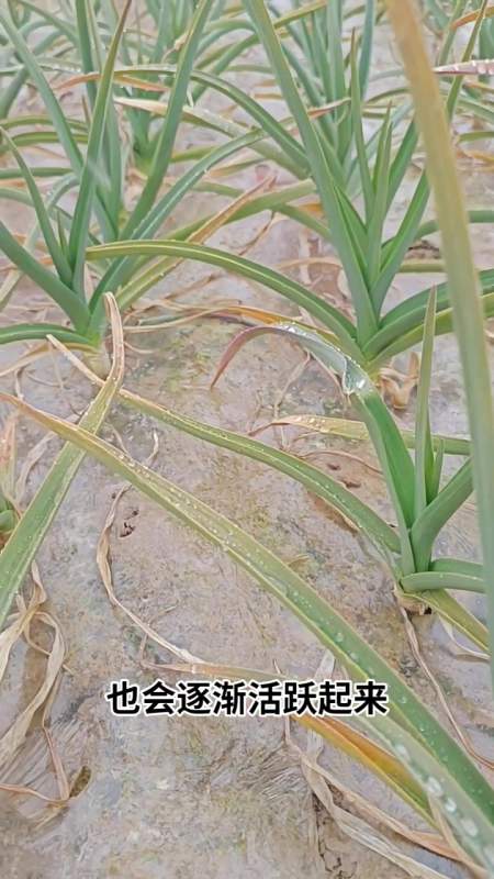 大蒜返青水,大蒜浇水时间,大蒜追肥-度小视