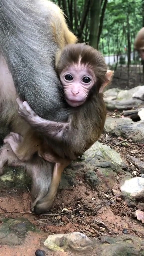 猴宝宝叫声好像很高兴