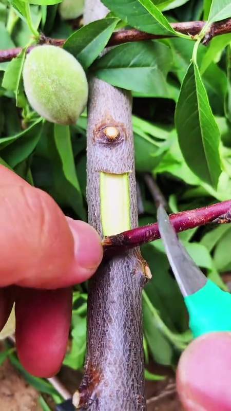 农业种植技术 嫁接技术 果树管理 奇楠沉香 嫁接教程-度小视