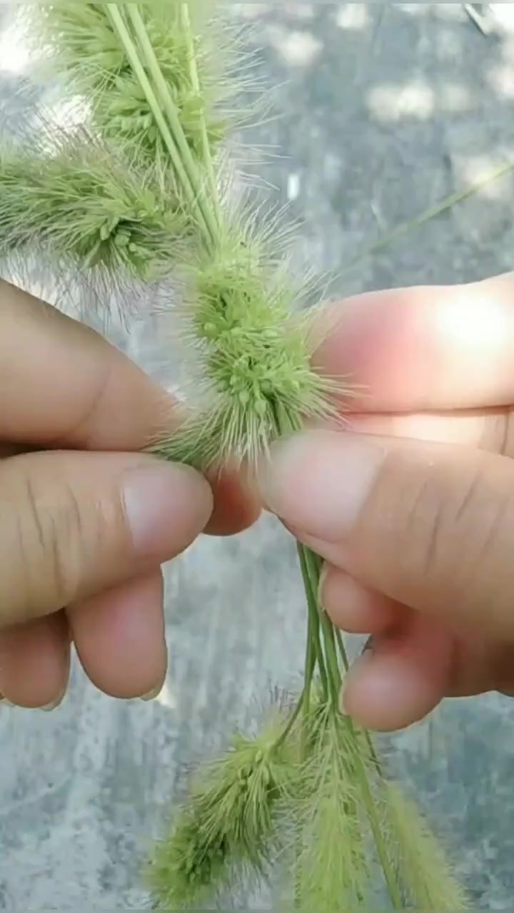 狗尾巴草编织小狗 童年回忆狗尾巴草 狗尾草-度小视