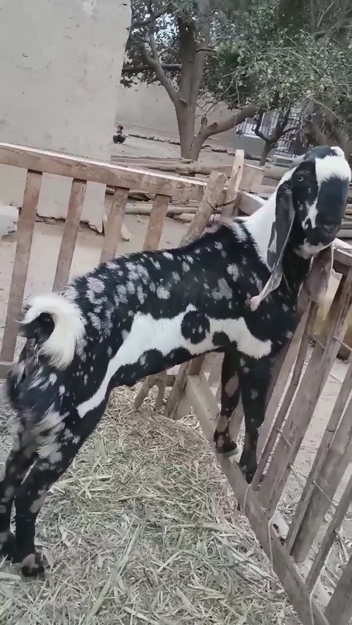 这是什么羊,耳朵这么长呀