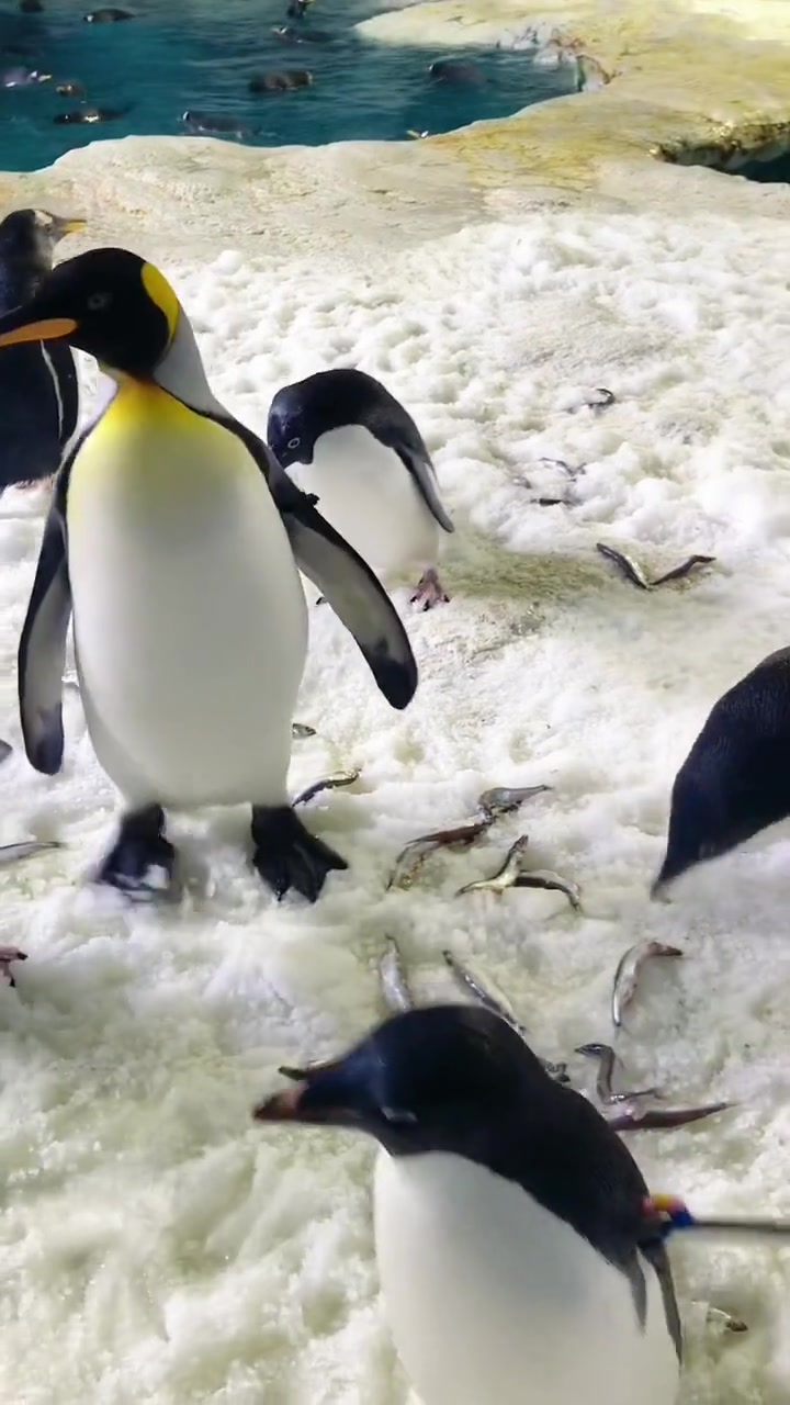 王企鹅吃鱼高富帅小心翼翼的