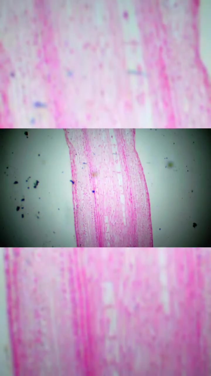 植物根尖纵切 生物装片 好奇科学-度小视