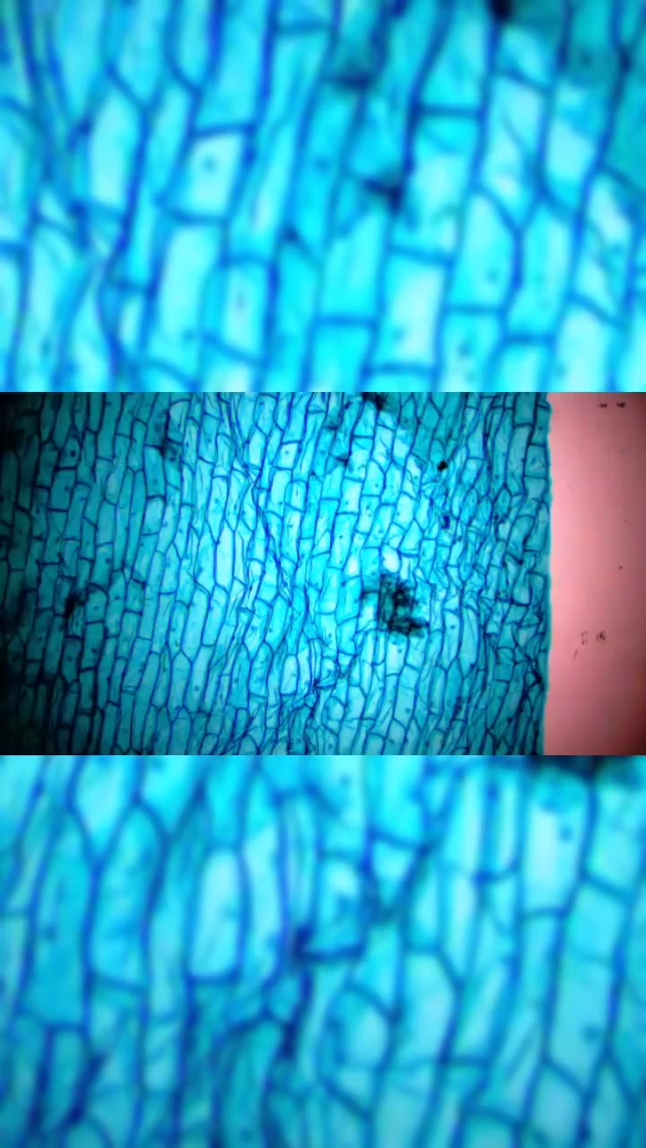 第120集|洋葱鳞片叶表皮装片 好奇科学 微生物 显微镜下 好奇科学-度