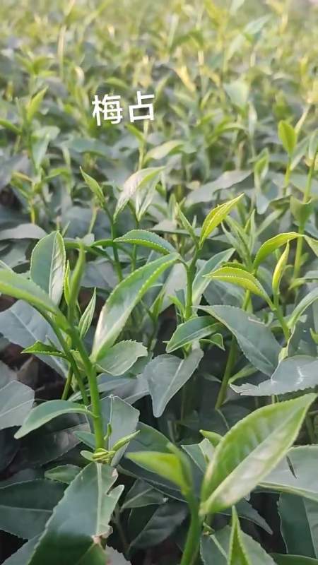 红茶苗哪里买?多少钱一株?-度小视