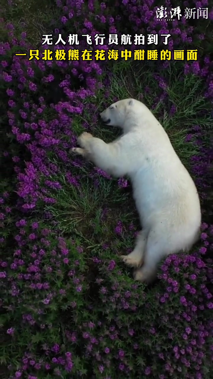 无人机飞行员航拍到了 北极熊在花海中酣睡的画面 美的像动画片!