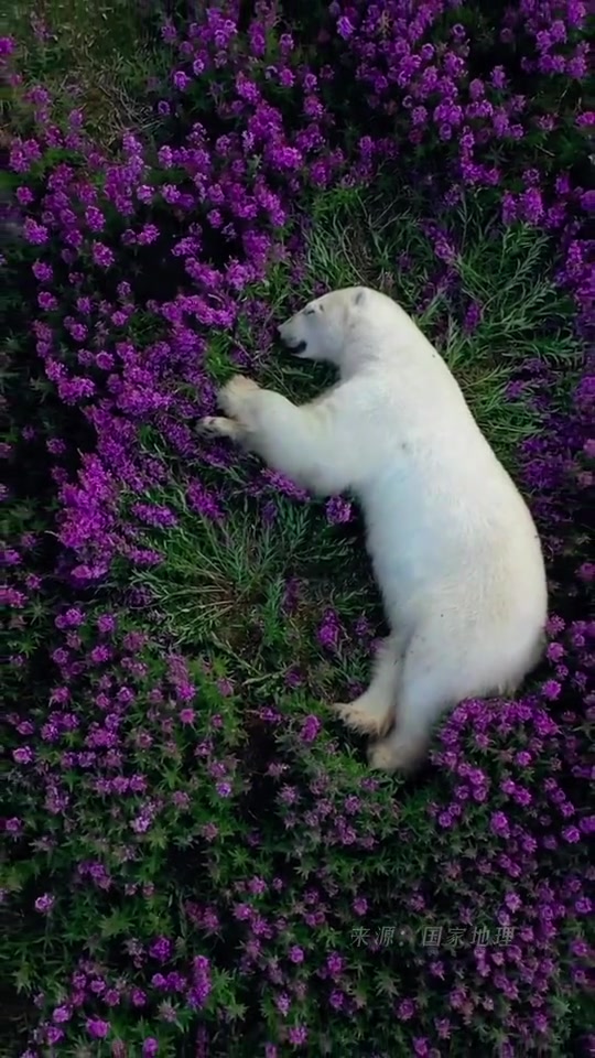 无人机航拍到北极熊,在花海酣睡画面-度小视