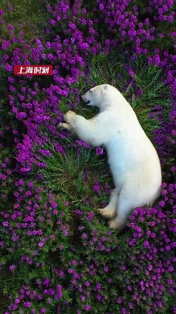 画面极度治愈无人机拍到北极熊在花海酣睡