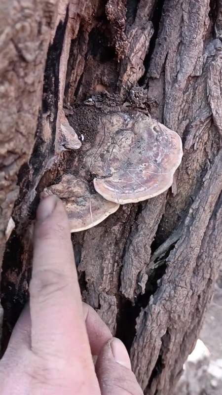 树舌也叫树舌灵芝为多孔菌科真菌平盖灵芝的子实体