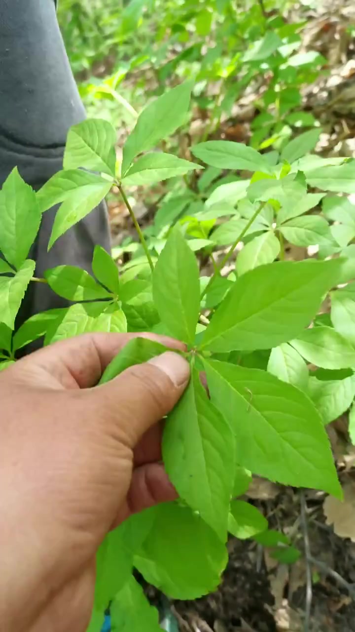 接骨木也称:大接骨丹