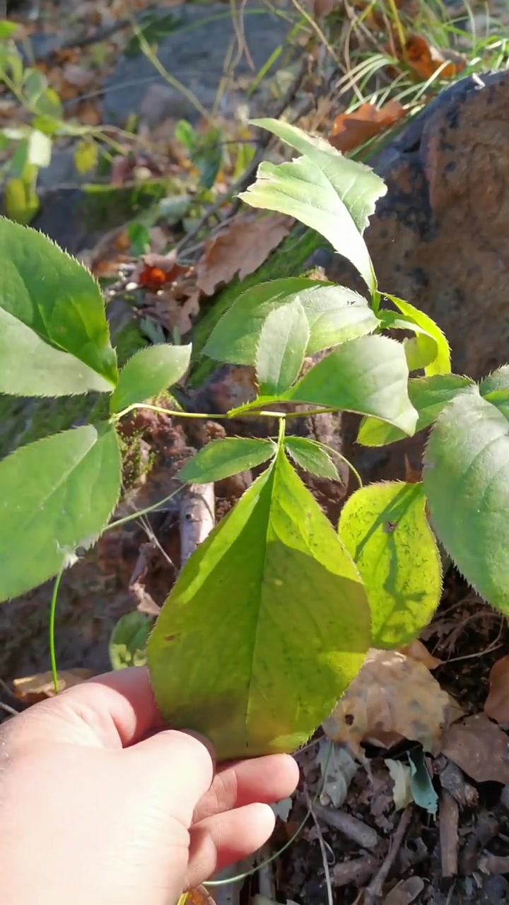 北苍术也叫关苍术民间俗称羌头菜山刺菜