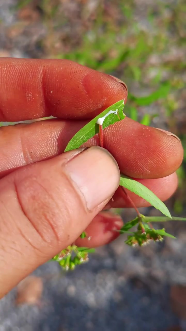 通奶草是一种大戟科植物