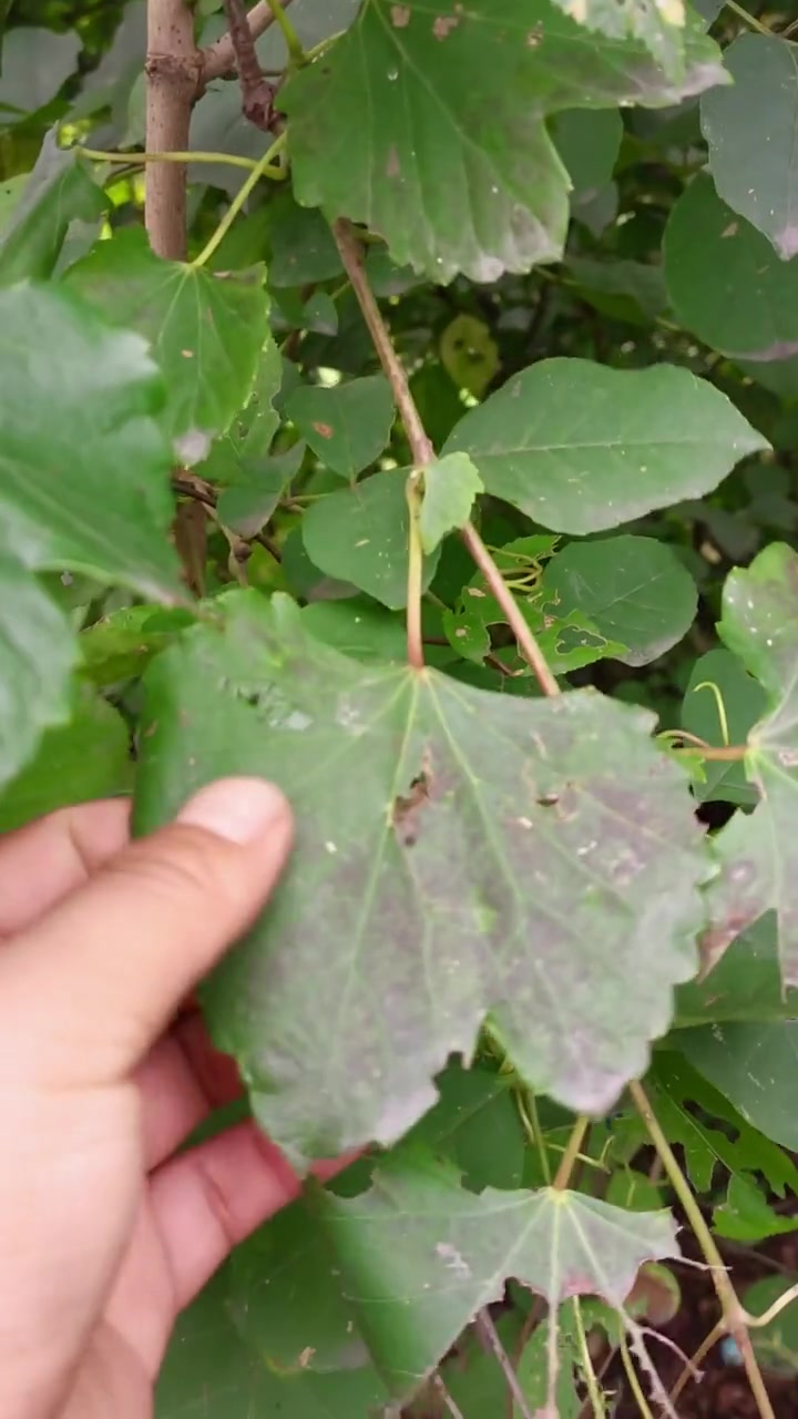 蛇白蔹俗称:狗葡萄,蛇葡萄.果实不能食用-度小视