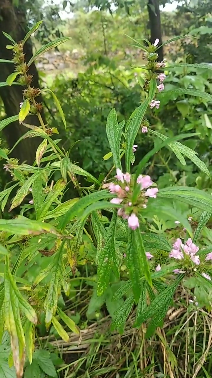 益母草,别名益母蒿,坤草,辣母藤.具有活血调经,利尿消肿