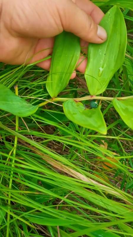 玉竹,民间也叫山铃铛,山苞米-度小视