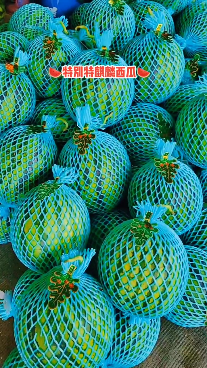 满满的收获特别特麒麟大西瓜-度小视
