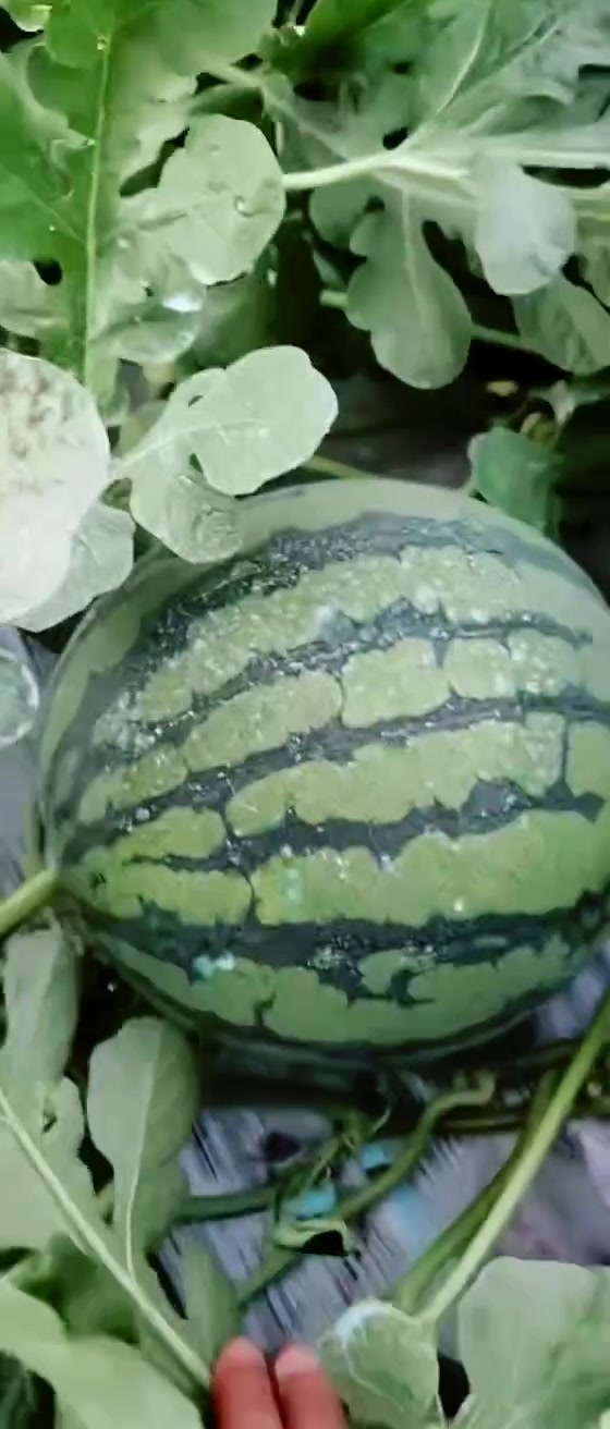 特别特麒麟西瓜91,愿所有美好不期而遇-度小视