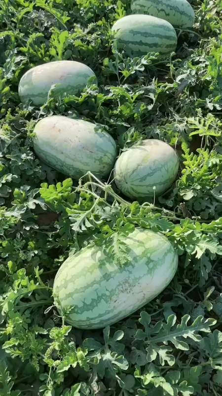 又是一个丰收的季节新疆吐鲁番火焰山村红五号西瓜-度小视