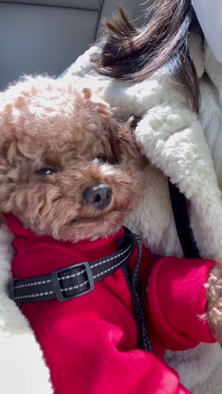 装睡的小汪汪躺在怀里就像个小孩子一样-度小视