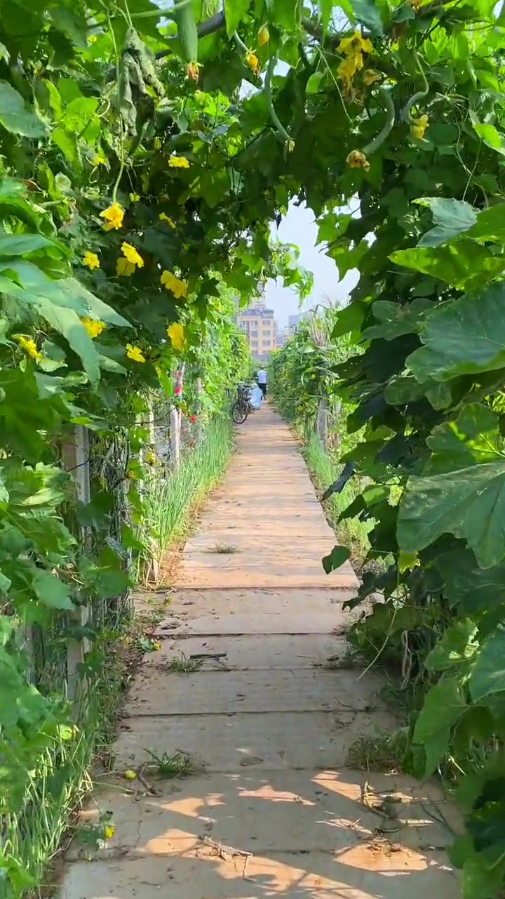 清晨去菜园路过的绿荫小道瞬间感觉真好