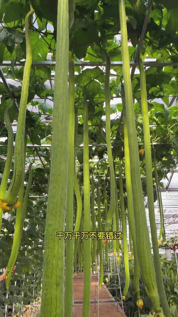 长到2米的特长丝瓜