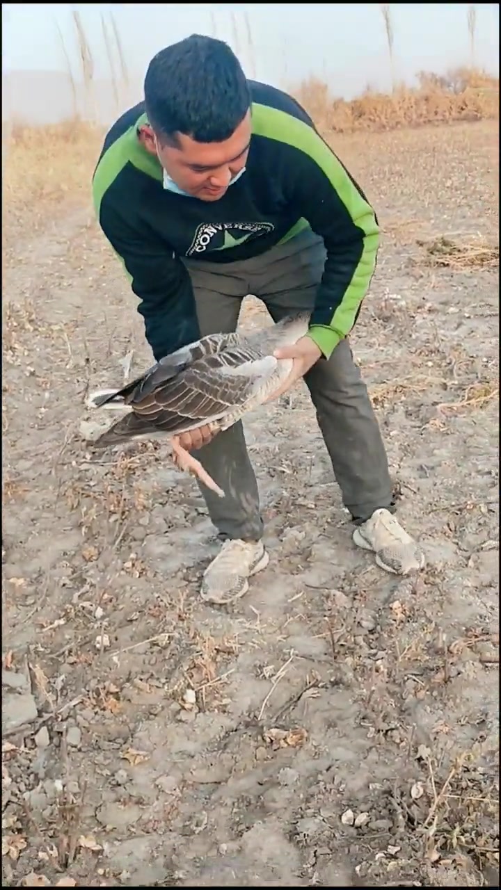 新疆伊犁鹅,我国唯一的有飞翔能力半个野生品种家鹅-度小视
