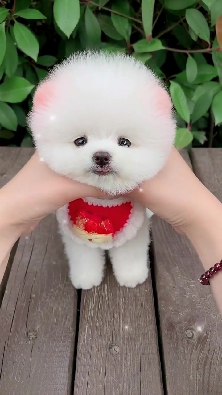 你喜欢什么呢?博美俊介茶杯犬-度小视