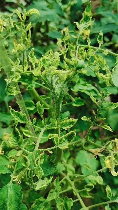 西红柿常见的病毒病 蔬菜病虫害防治技术-度小视