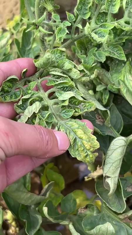 农作物病毒病危害大 作物病害植保防治-度小视