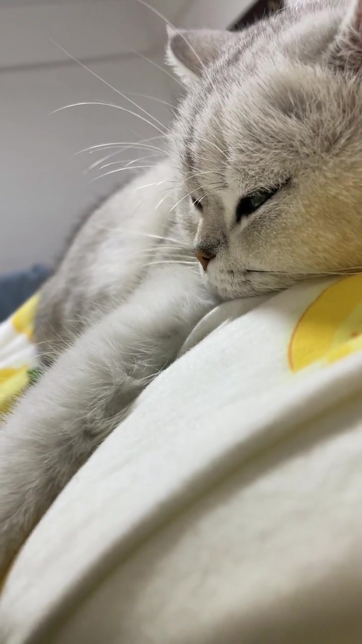 天冷床上长猫了 撸猫第一视角 近距离观察睡觉,谁床上还没个毛孩子