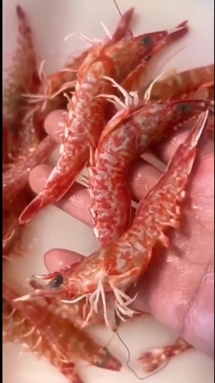 樱花虾(狗虾)北海海鲜直播 喜欢吃海鲜的朋友记得关注我哦 海鲜 海鲜