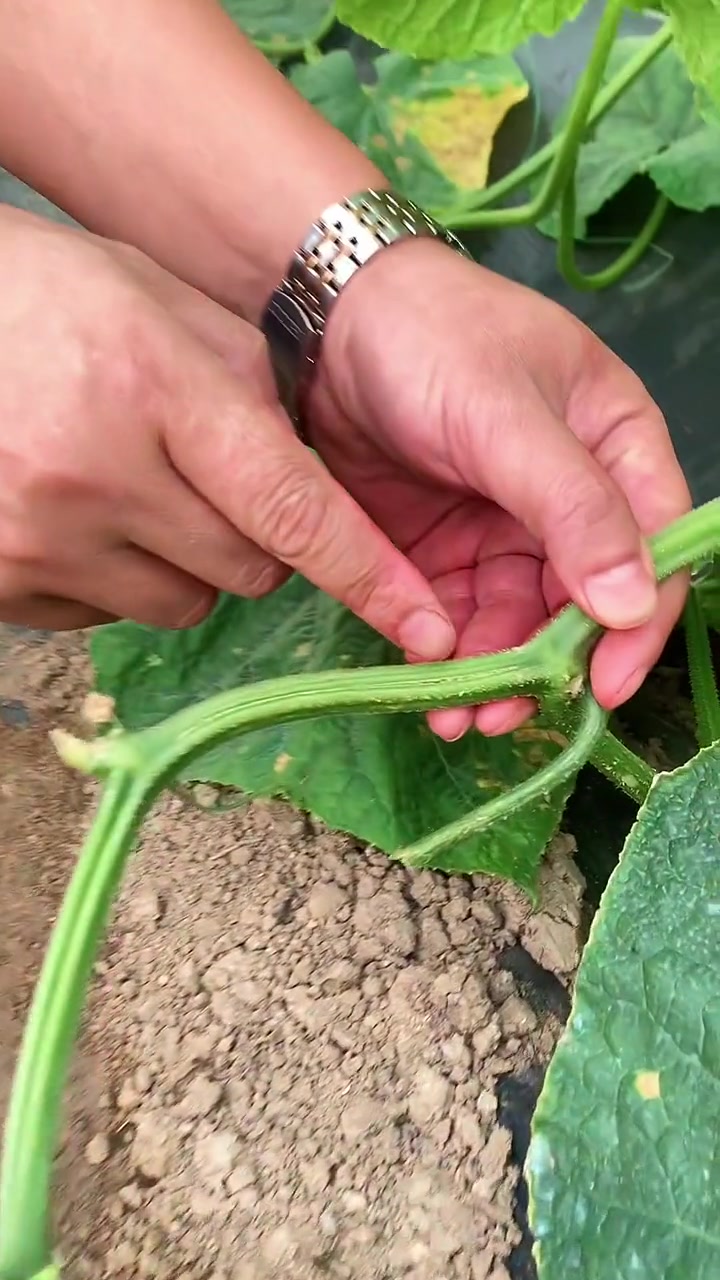 创作灵感 黄瓜茎杆开裂是不是缺硼,关键怎么治,这里教你方法 三农