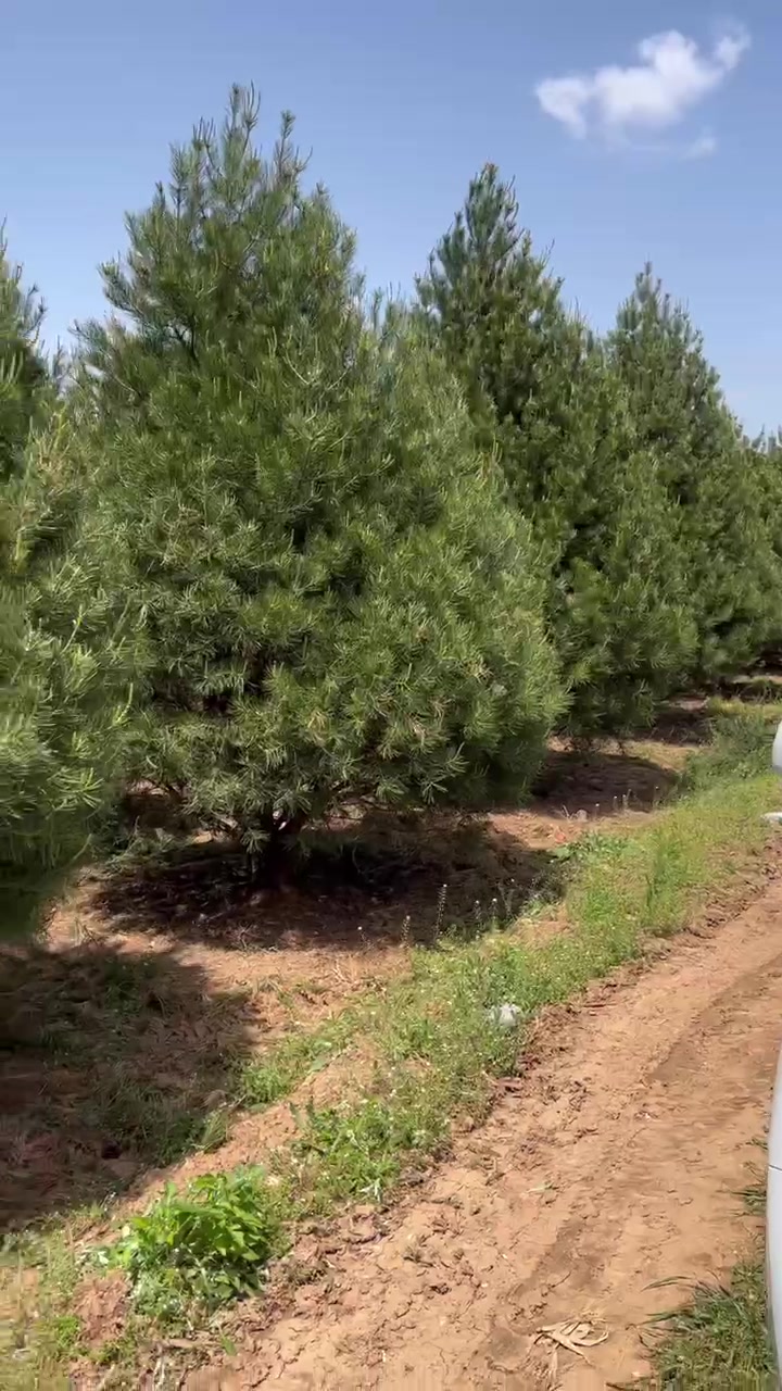 5米白皮松苗圃实拍,绿景苗圃白皮松做的还是质量!