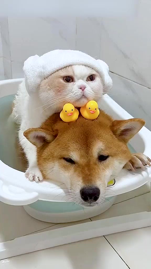 狗狗的生活也太快乐了吧