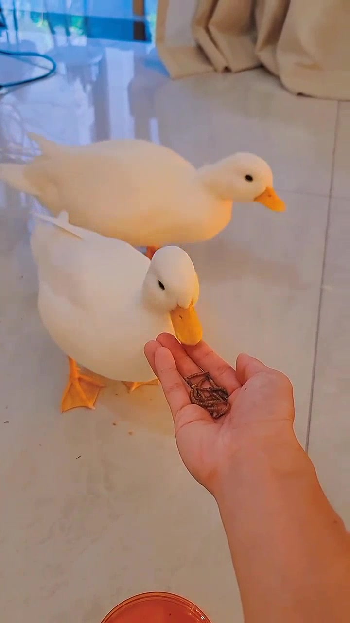 萌萌的柯尔鸭爱吃虫,你的柯尔鸭爱吃什么呢?