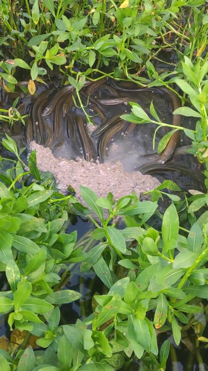 野生黄鳝,水产人抓鳝鱼