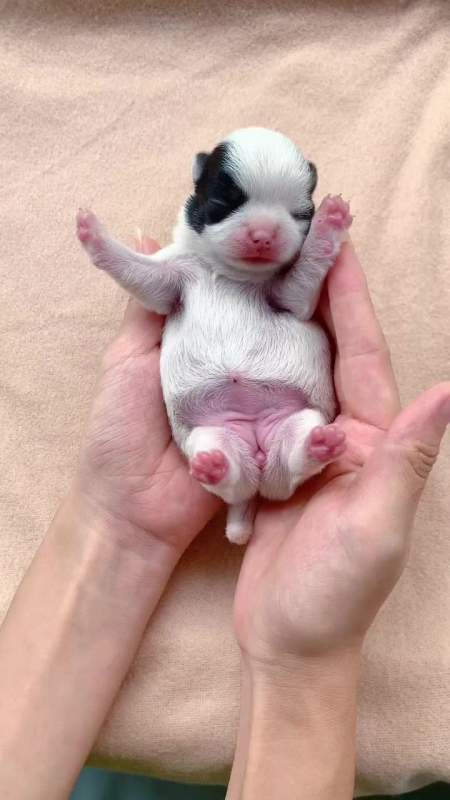 萌宠剧场:小奶牛出生第六天,摇头晃脑的小孩-度小视