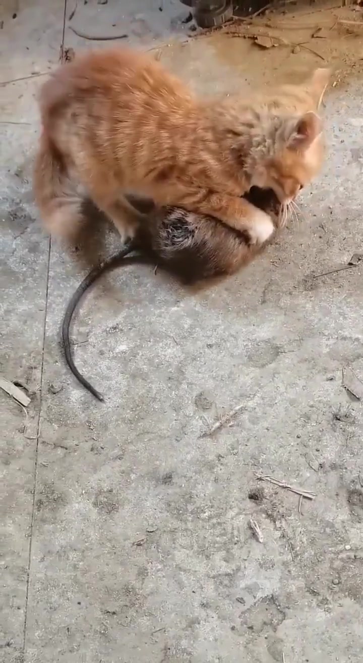 厉害了,小喵喵抓到一只和自己差不多大的老鼠「鼓掌」-度小视