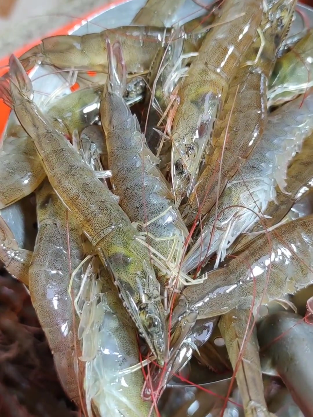 南北方人吃虾有啥不同?快来看看天津宁河人对汪子虾的热情!