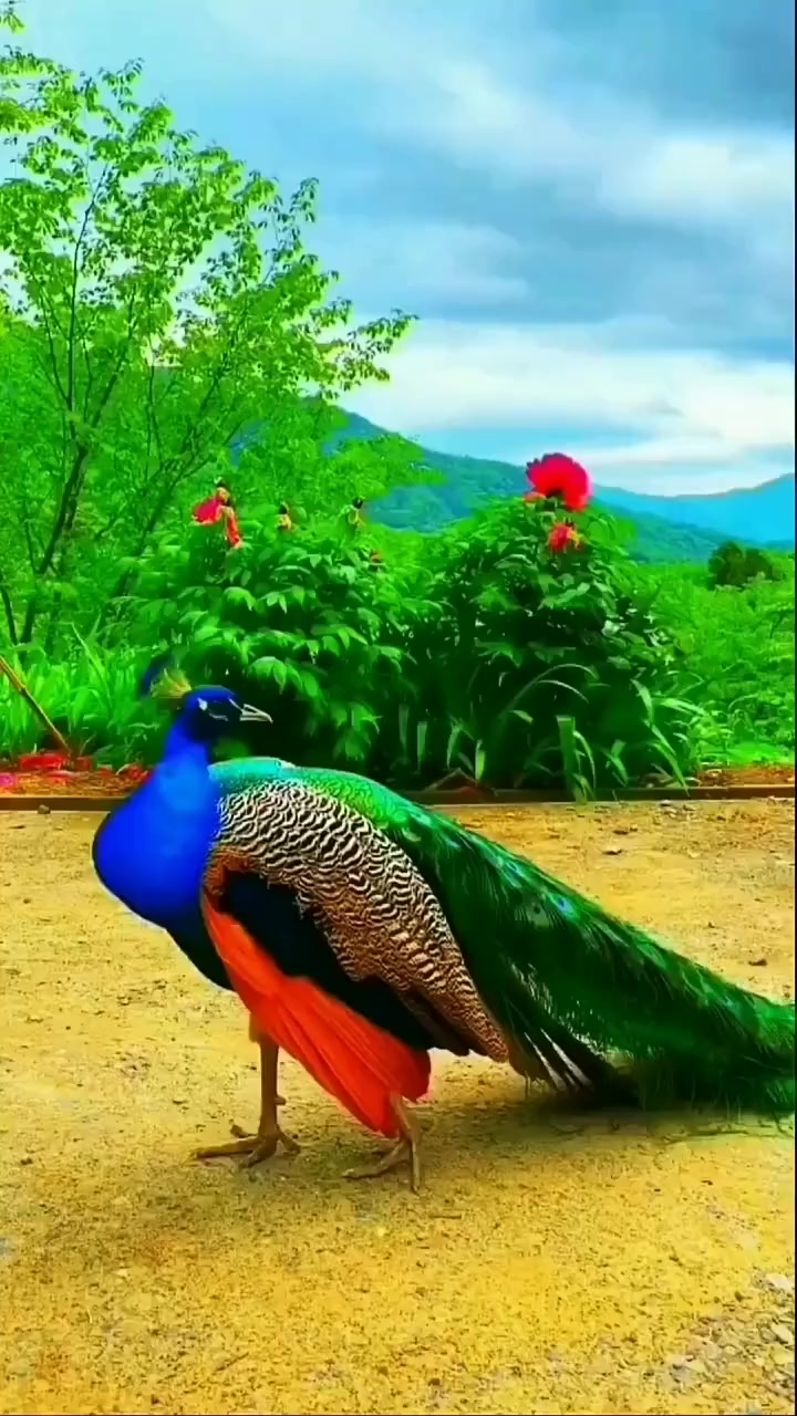 世上最漂亮的孔雀开屏,见者出门见喜事事如意-度小视