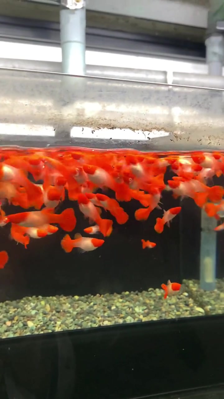 鸿运当头好兆头小红鱼 观赏鱼 孔雀鱼 集结吧光合创作者激励计划 养鱼