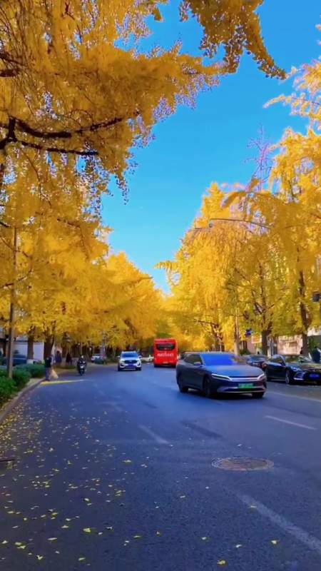 「成都的银杏大道也太浪漫了」近日,成都的银杏已进入最佳观赏期.