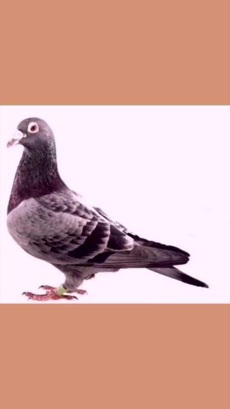 你知道詹森石板鸽的妙用吗 鸽子 种鸽 养鸽人 友友晚上好-度小视