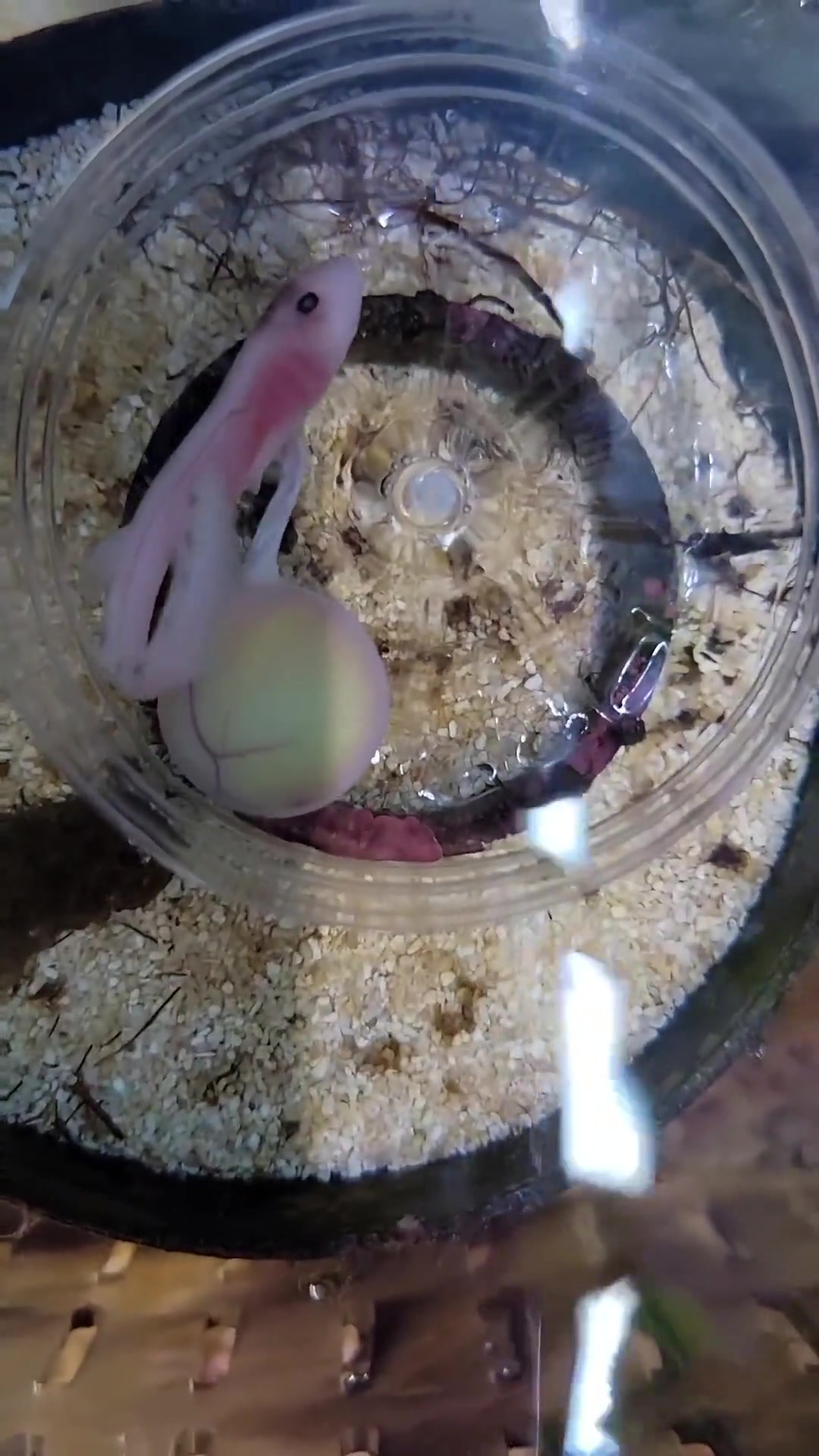 第4集|鲨鱼卵破壳,小鲨鱼成长记(四)喜欢的朋友关注我,让我们共同见证