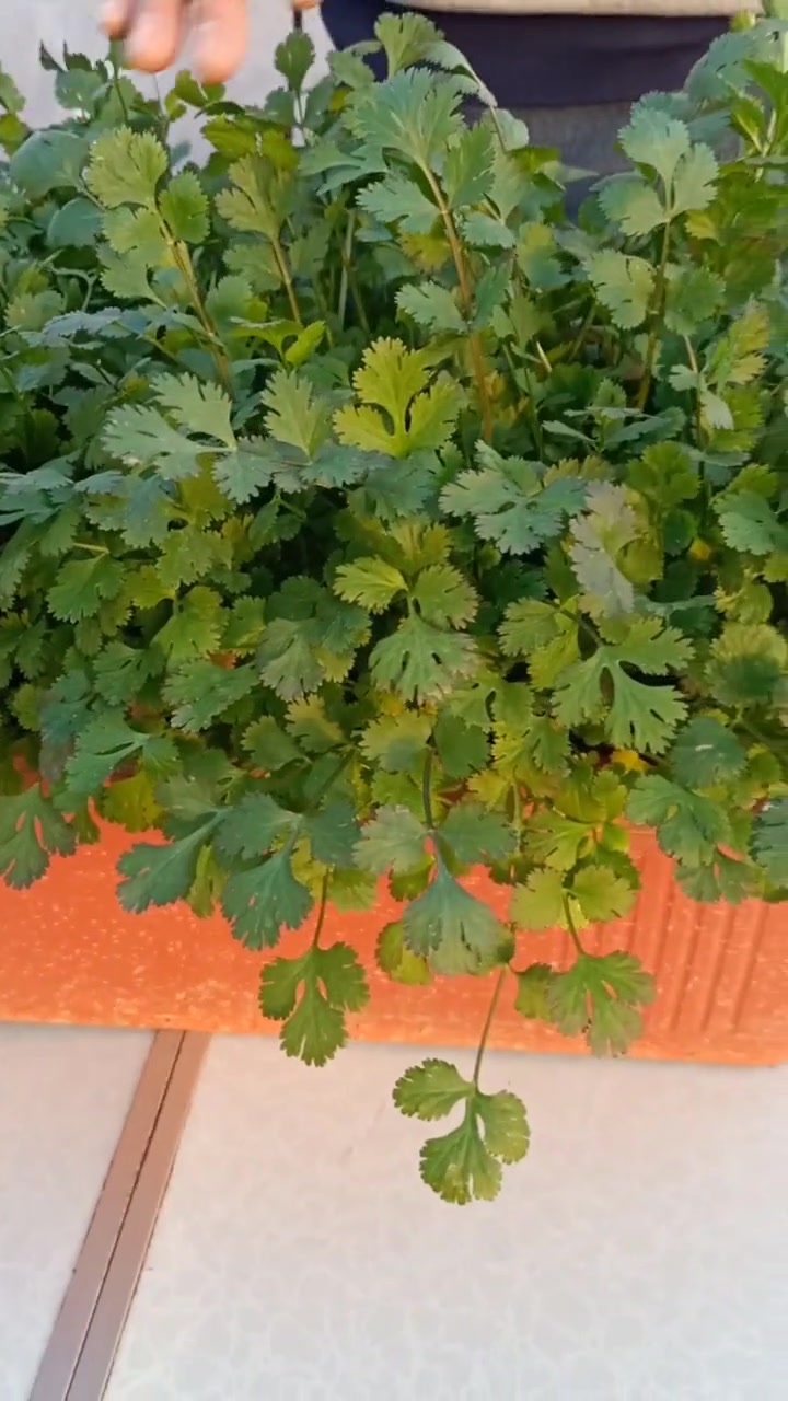 香菜喜欢冷凉气候,阳台上盆栽一盆,能吃很长时间-度小视