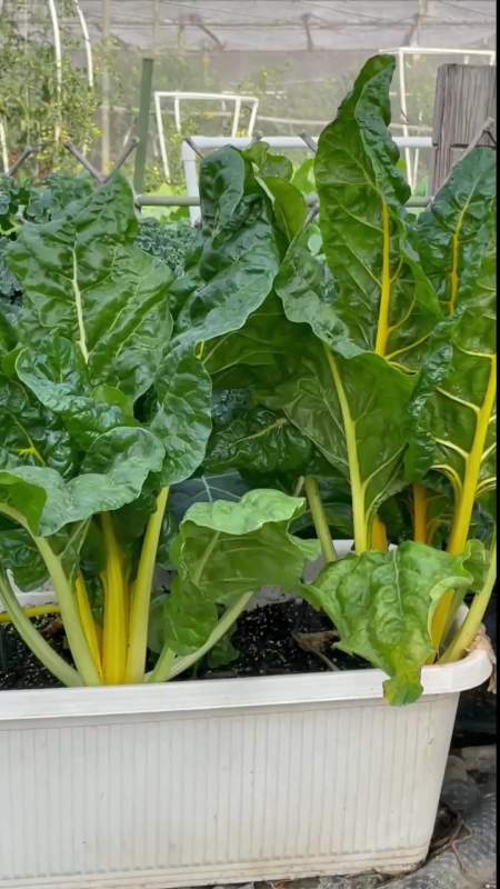 这个金叶甜菜花盆儿小院儿都能种,好吃又好看-度小视