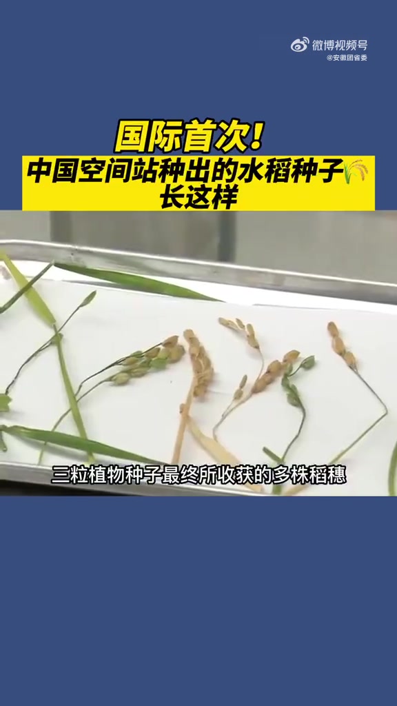 中国空间站种出水稻种子,这个好消息多希望袁爷爷能听到!