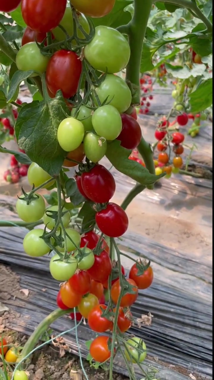 瀑布小番茄,你一定要种一些,酸甜爆汁,产量高.